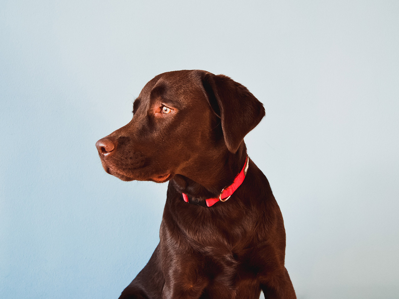 Brown dog with red collar