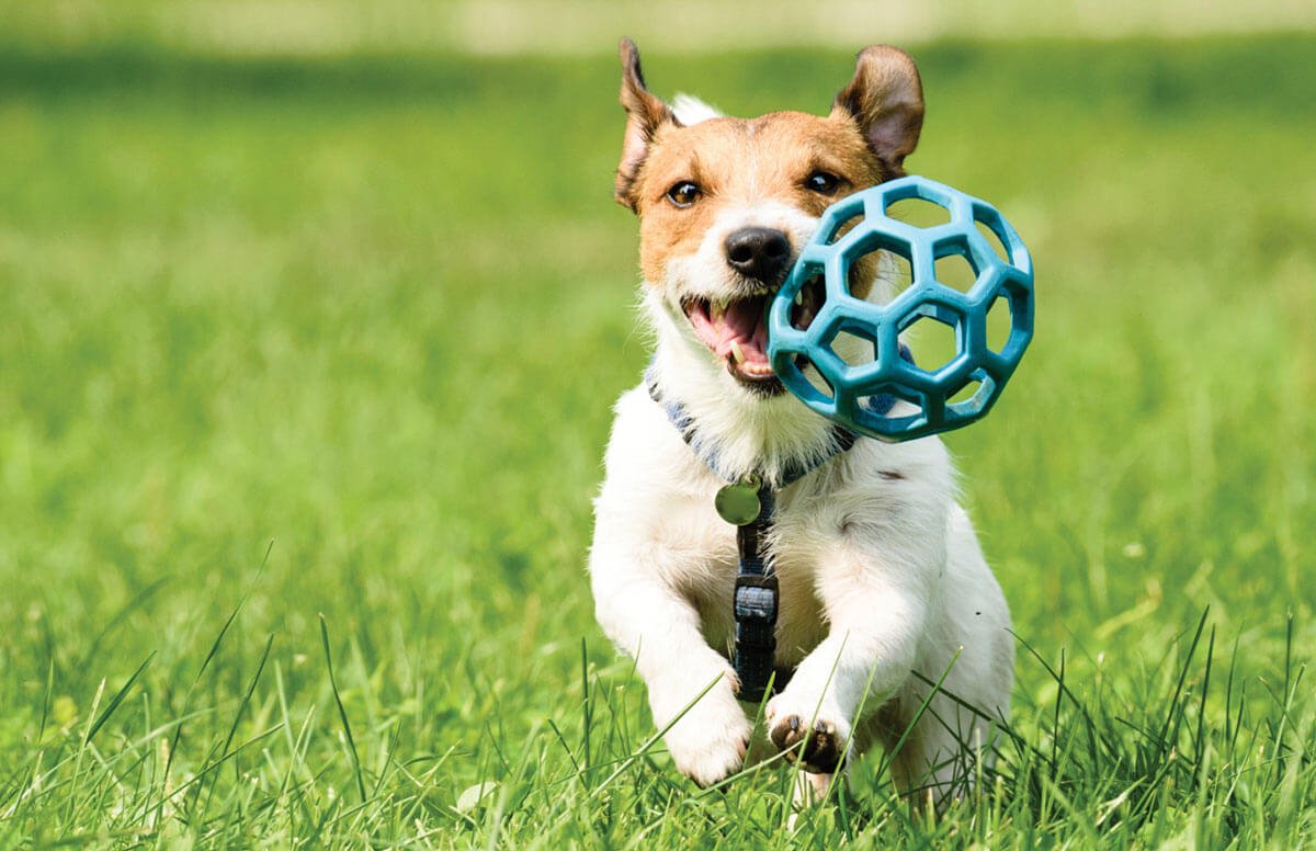 Small dog running and playing with a toy over the green grass